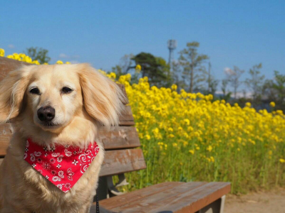 愛犬と