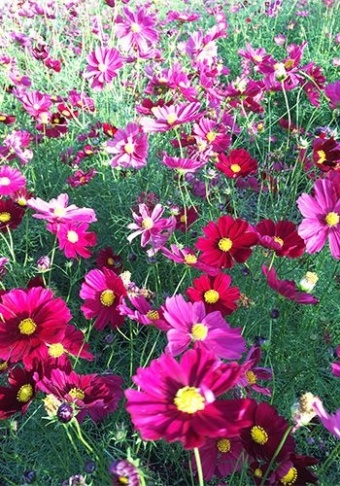 フラワーパーク江南のイメージ02