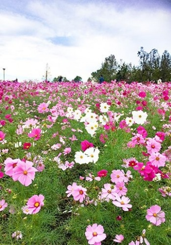 138タワーパークのイメージ02