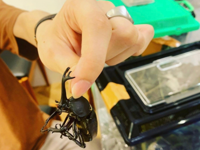 カブトムシお家づくりイベント♪