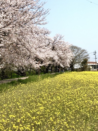 五条川　桜　菜の花　花見