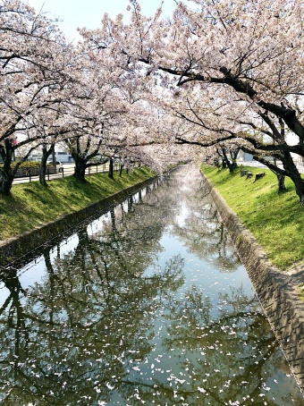 五条川　桜　菜の花　花見