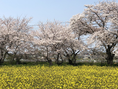 今年の花見はのんびりともの思いにふける。