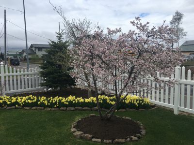 今年の桜