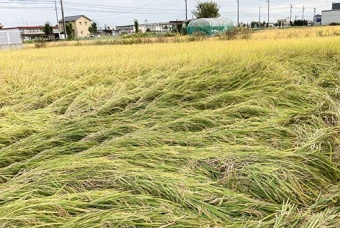 稲刈りのイメージ