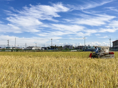 稲刈りをしました！