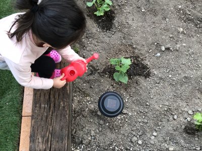 親子で楽しむ家庭菜園～途中経過【旭川家づくり・暮らし】