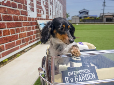 ナチュリエ高知看板犬むうです！