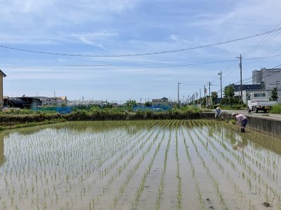 田植えをしました！農業体験記